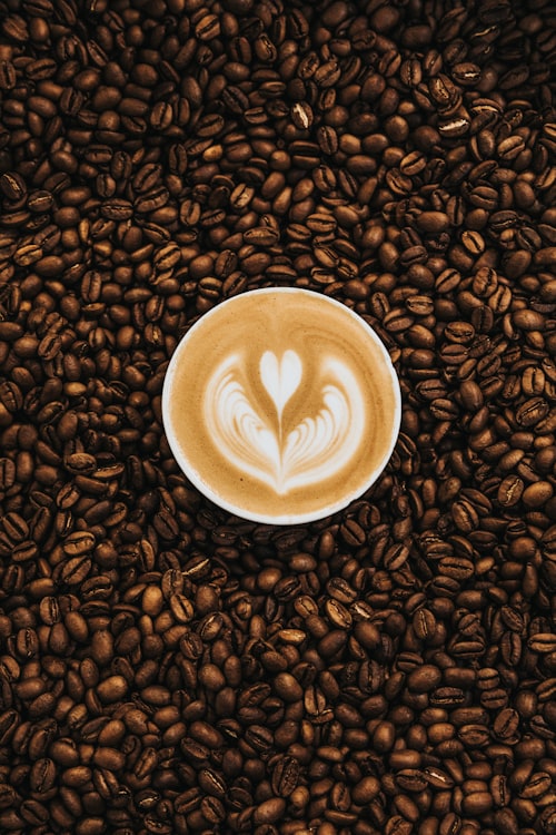 Hileras de cultivo de café bajo sombrío